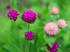 flower1030585