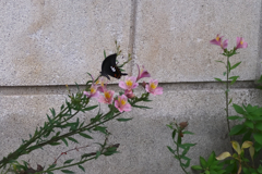 flower1020957