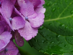 flower1020401