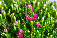 flower6791