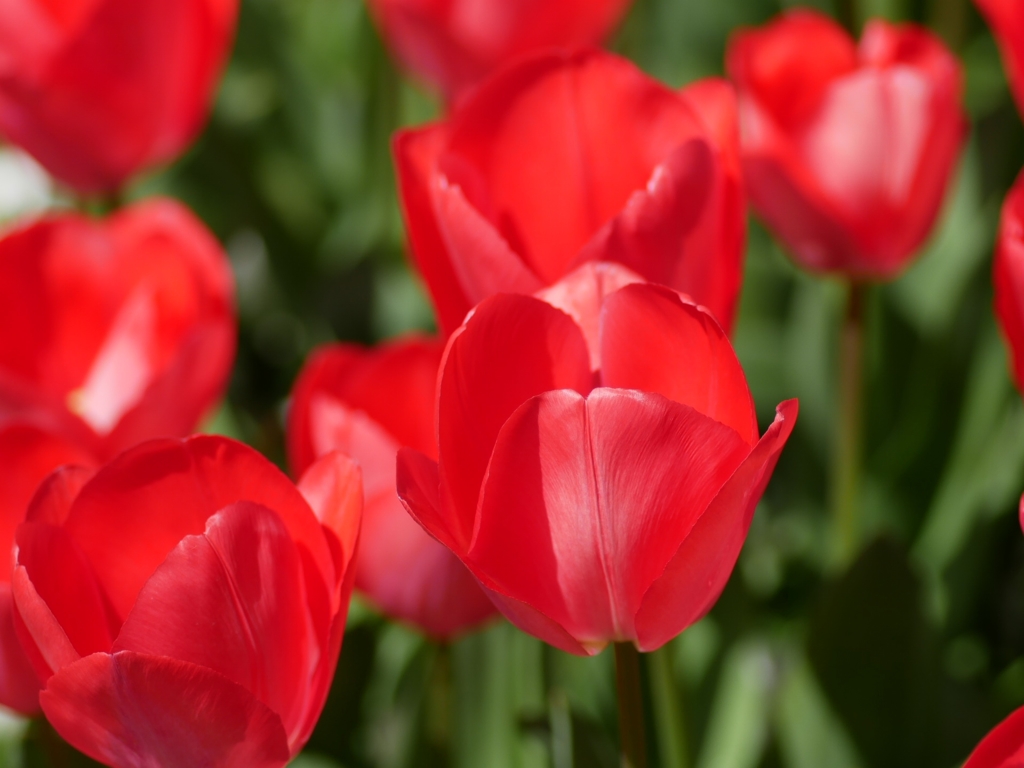 flower1010124