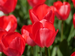 flower1010124