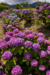 flower03141
