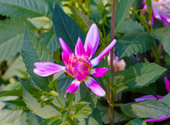 flower06527