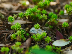 plant1030956