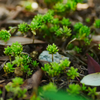 plant1030956