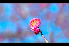flower6536