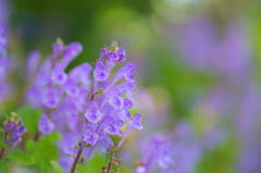 flower7055