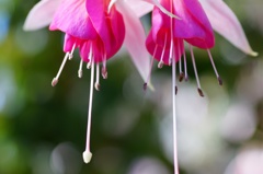 flower06393