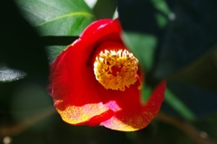 flower6592