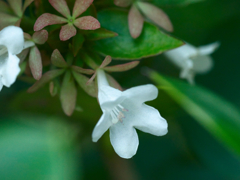 flower1030745