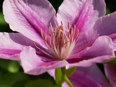 flower1010517