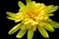 flower6969
