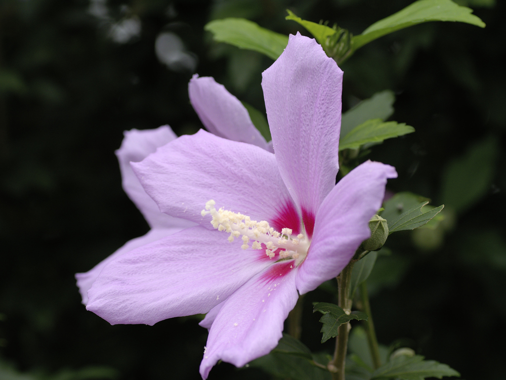 flower1030234