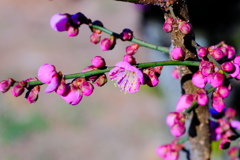 flower7607