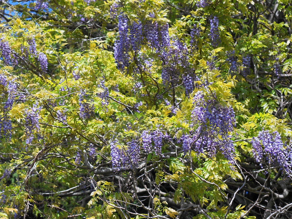 flower02344 