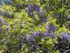 flower02344 