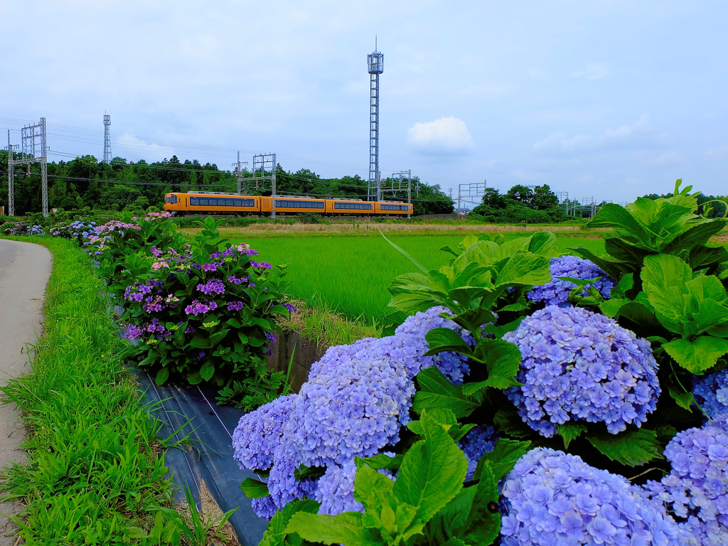 flower205555