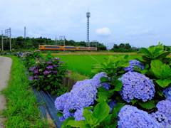 flower205555