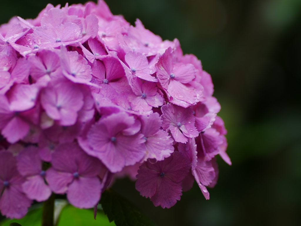flower1020405