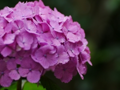 flower1020405