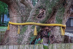 tree8004