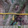 tree8004