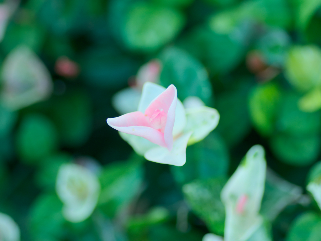 flower1030392
