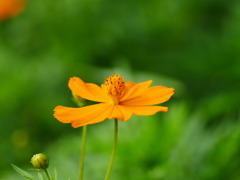flowr1030616