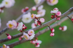 flower6388