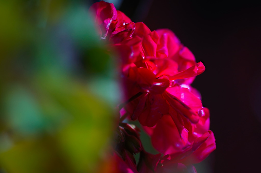 flower6915