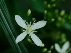 flower1030633
