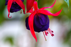 flower06407