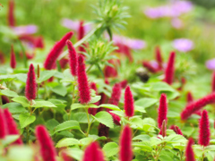 flower1020711