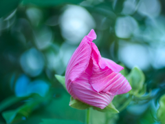 flower1030384