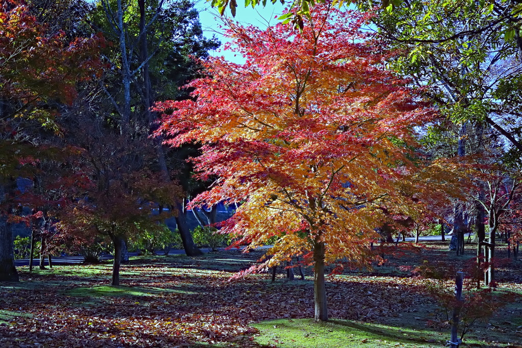 tree7739