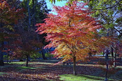 tree7739