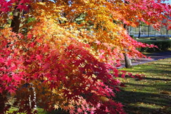 tree7755
