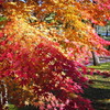 tree7755