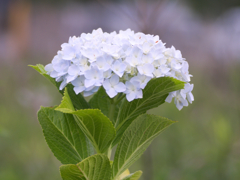 flower1020374
