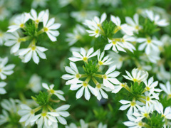 flower1020296