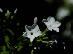 flower1030895