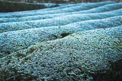 plant2443