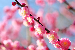 flower6534