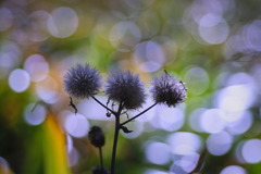 plant7102
