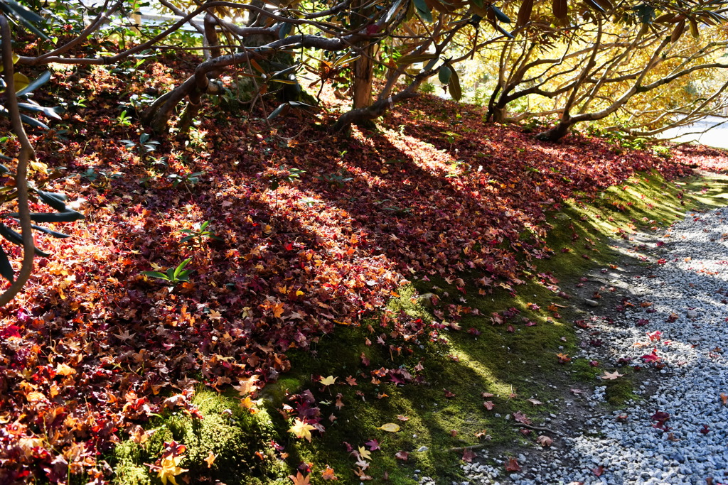 leaves0311