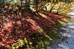 leaves0311