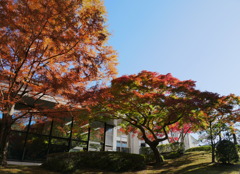 leaves1040995