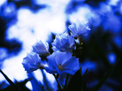 flower1020496