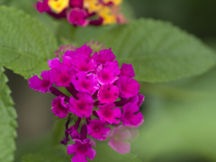 flower1030128